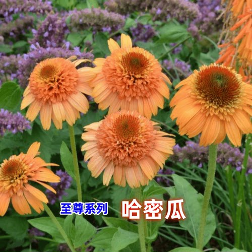 松果菊重瓣进口庭院路兮小农民