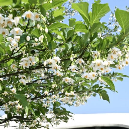 路兮小农民野茉莉树安息香多年生花灌木苗庭院树盆栽苗秤锤树浓香