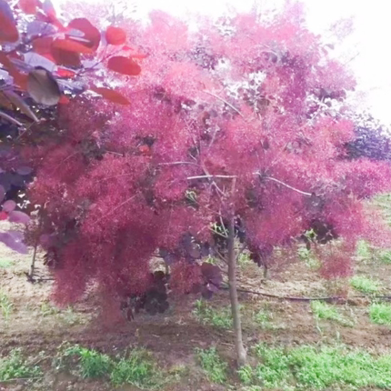 路兮小农民美国红栌烟树盆栽观叶观花庭院花园地栽风景树落叶多年