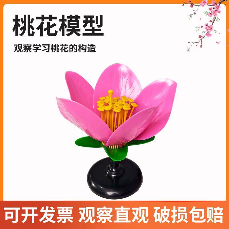 桃花模型花蕊花瓣放大模型生物实验模型花的结构教具桃花中考实验