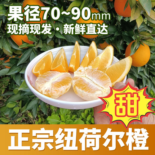 正宗湖南石门纽荷尔脐橙柑橘常德橙子现摘新鲜水果早熟当季水果橙