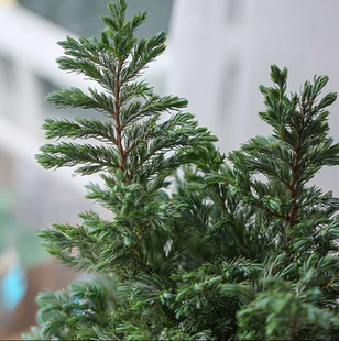 蓝色波尔瓦 日本花柏 蓝柏蓝湖柏蓝冰柏柏树小绿植办公室室内盆栽