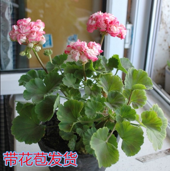 植物盆栽重瓣大花天竺葵包邮