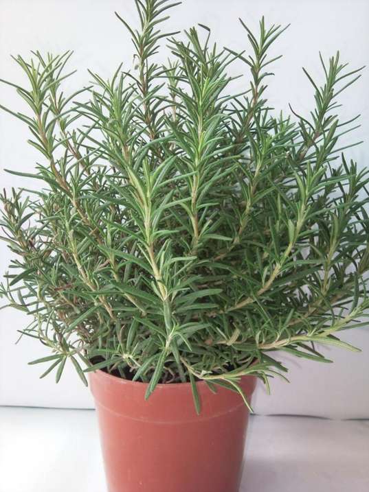 薄荷苗迷失香苗可食用香草植物清香木驱蚊草迷迭香 提神醒恼