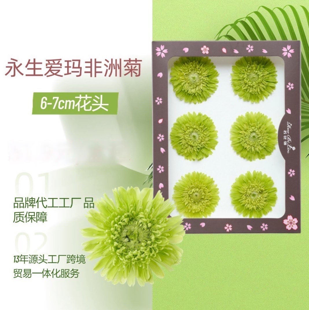 非洲菊干花花头永生花室内插花花束女神节礼物DIY手工制作材料包