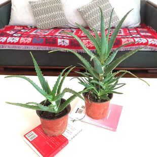 木立芦荟盆栽龙爪芦荟植物多肉木剑多年生