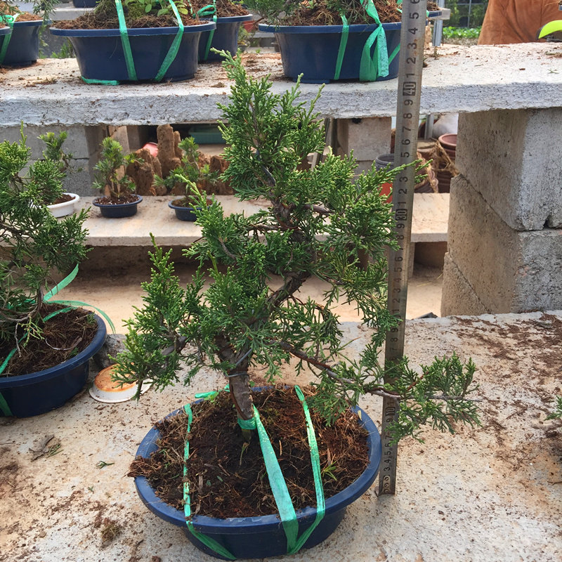 真柏花苗小盆栽微型纪州真柏植物济州松柏盆景罗汉松花卉