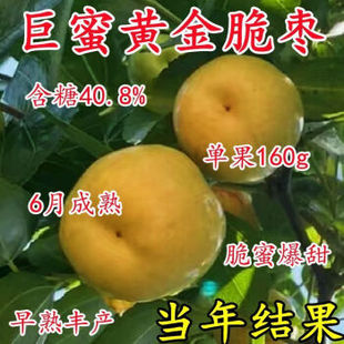 新品种枣树苗特大超甜枣树苗南方北方种植耐寒盆栽地栽地栽果树苗