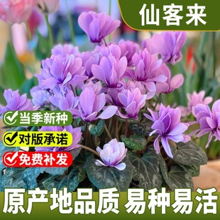 仙客来种子萝卜海棠一品冠兔耳花籽多年生室内外阳台盆栽春秋季播