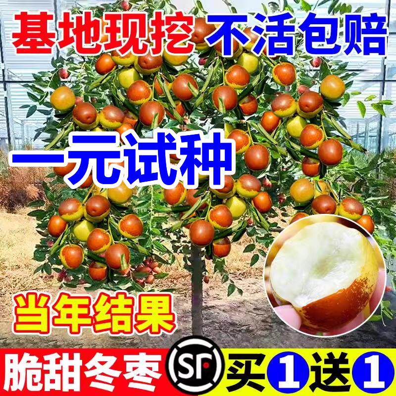 枣树活苗特大沾化冬枣嫁接北方南方种植庭院金丝枣树果树果苗盆栽