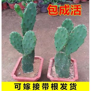 可药用食用仙人掌片美容外敷灌肤墨西哥米邦塔类大型植物盆栽室内