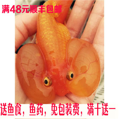 水泡金鱼鱼苗价格 水泡金鱼鱼苗图片 星期三 水泡金鱼鱼苗价格 水泡金鱼鱼苗图片 星期三