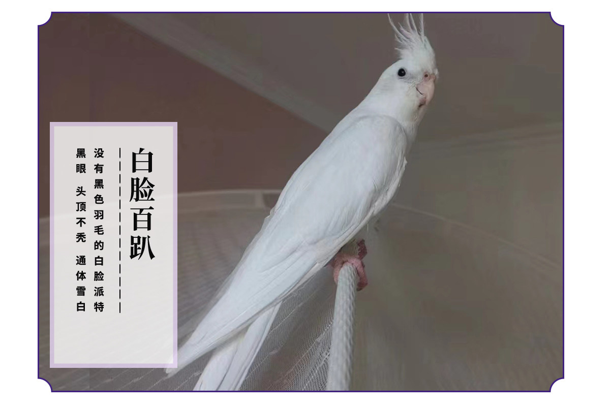 鹿娜塔-手养玄凤鹦鹉派特白喷点白百趴玄凤 鹦鹉玄凤活体