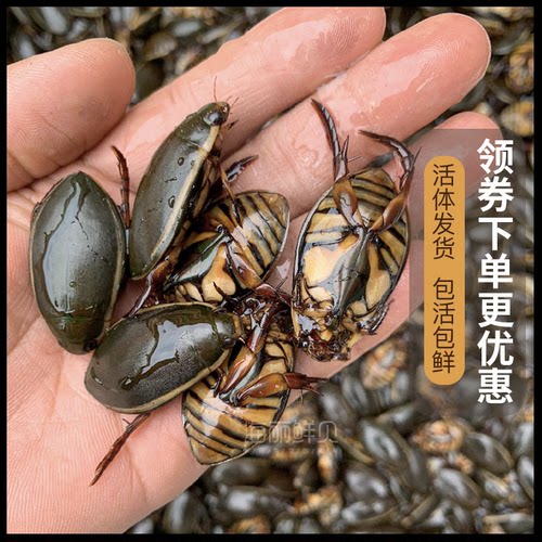 海丽水产金边龙虱活体发货速冻