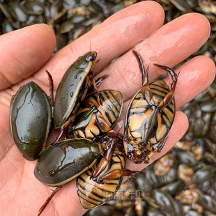 海丽鲜贝大金边龙虱活体水蟑螂鲜活治尿水甲虫水龟子包活250g广东