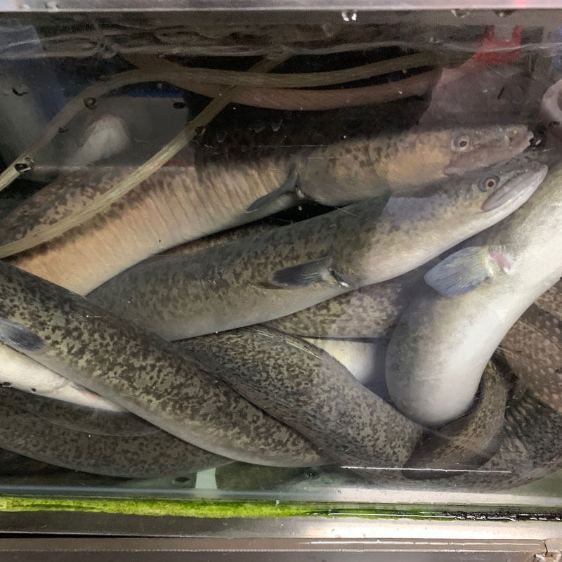 鲜活鳗鱼花鳝鱼花锦鳝淡水河鳗食用白鳝黄鳝广东海鲜水产火锅食材