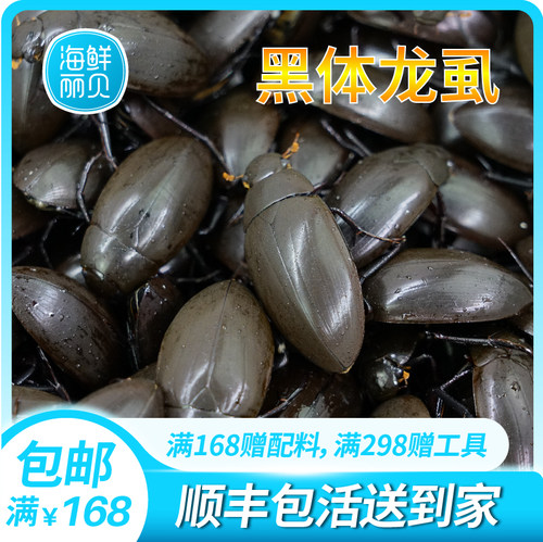 黑边龙虱活体鲜活水药中药材