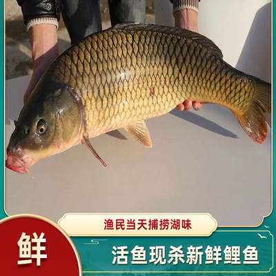 微山湖正宗原生态鲤鱼鲜活四鼻鲤鱼新鲜大鱼现杀整条淡水鱼包邮