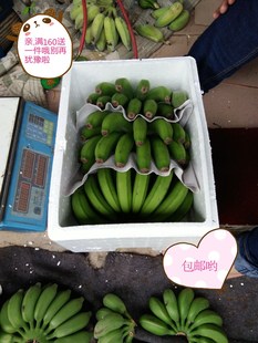 包邮 广西农家2无公害水果新鲜banana香甜香蕉净重9斤现摘无催熟剂