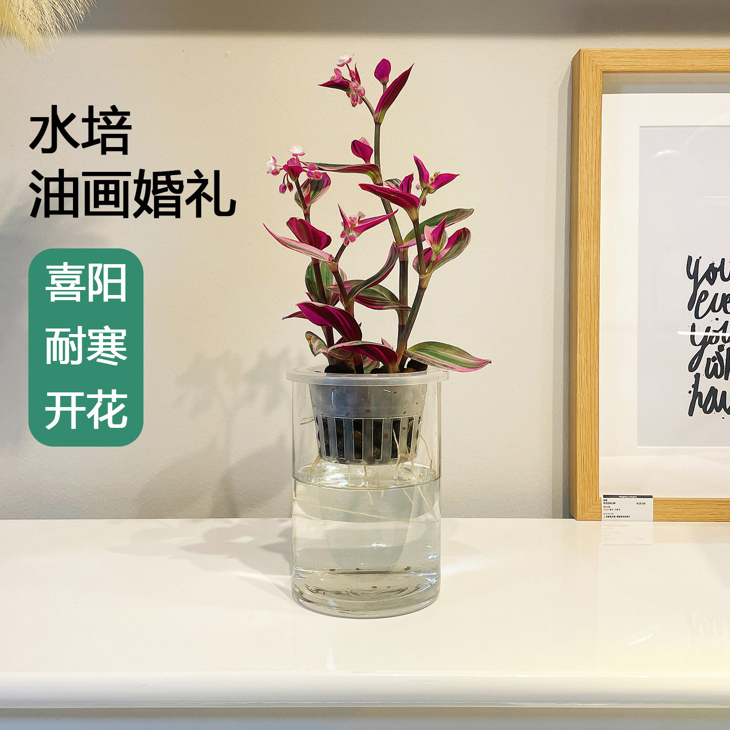 水培油画婚礼吊兰耐寒