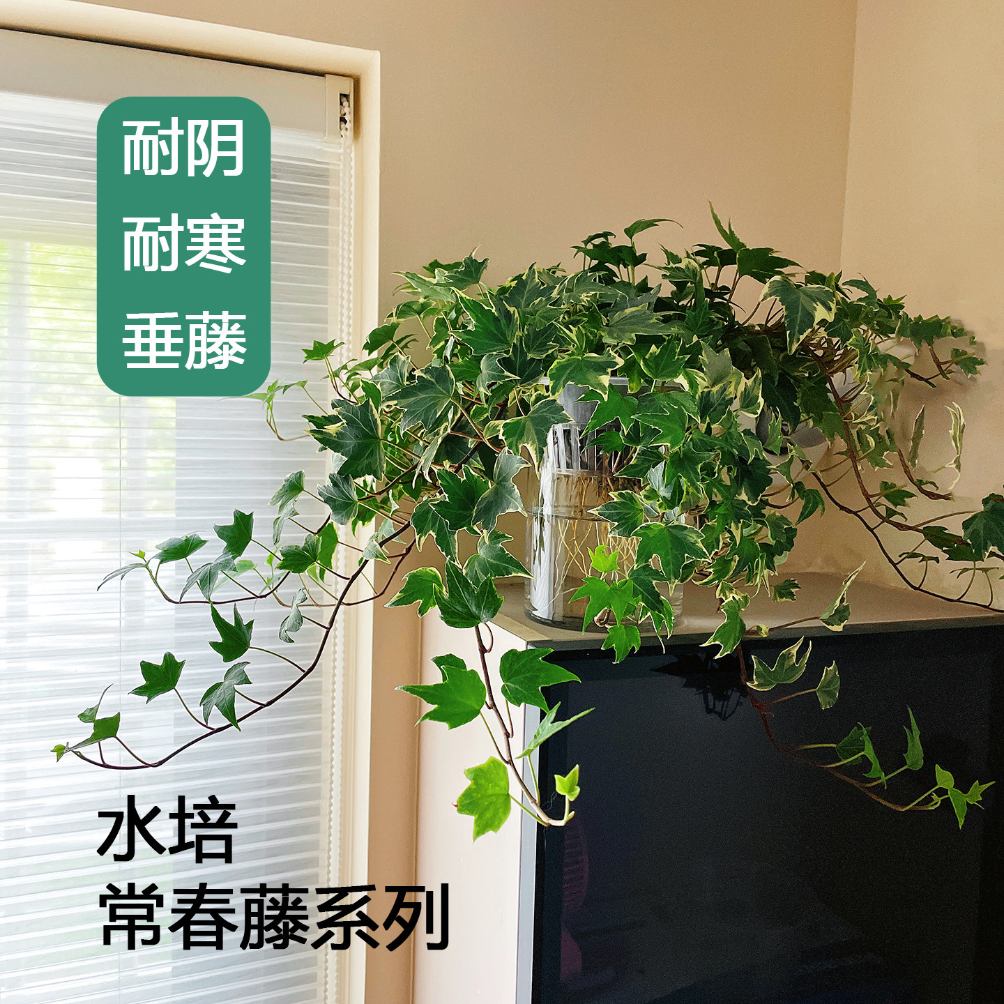 水培植物常春藤耐阴耐寒垂吊冰箱空调绿植无土室内盆栽除甲醛净化