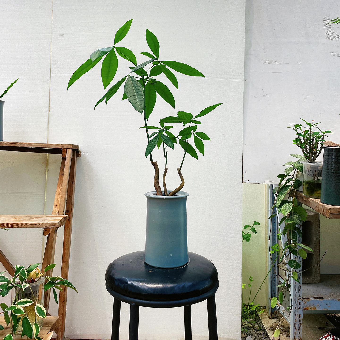 水培植物发财树桌面绿植小盆栽客厅落地大型植物好养喜阳耐阴室内