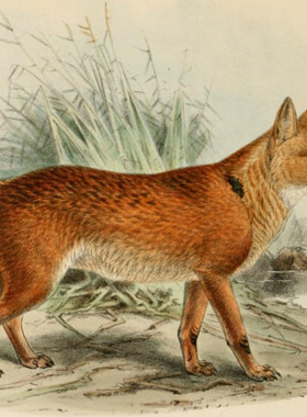 K589【荷兰】柯尔曼斯John Gerrard Keulemans哺乳动物网传图库