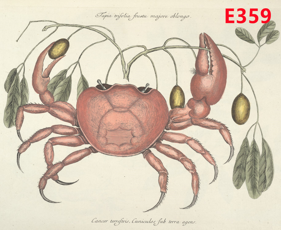 E359【英国】（Mark Catesby）巴哈马群岛动物植物版画网传图库