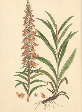 C617【奥地利】Ferdinand Bauer 希腊及周边岛屿植物花卉-07图库.