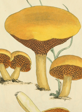 YC592【英国】詹姆斯·索尔比James Sowerby蘑菇食用菌图谱图库