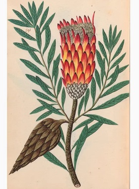 A608【法国】Pierre Savary 植物花卉水彩、版画V08网传电子图库.