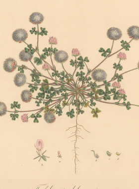 C618【奥地利】Ferdinand Bauer 希腊及周边岛屿植物花卉-08图库.