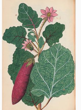 A604【法国】Pierre Savary 植物花卉水彩、版画V04网传电子图库.