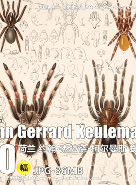 K590【荷兰】柯尔曼斯John Gerrard Keulemans蜘蛛图电子图片图库
