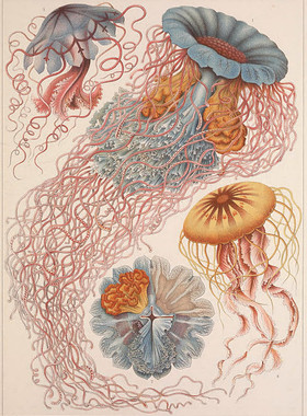 A434【德国】（Ernst Haeckel）艺术化的动植物图谱版画电子图库
