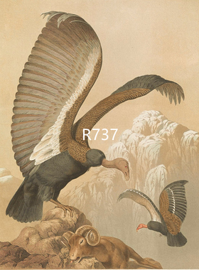 R737【美国】Charles Barney Cory 珍惜禽鸟版画美术临摹电子图库