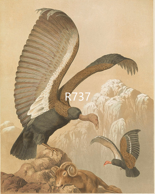 R737【美国】Charles Barney Cory 珍惜禽鸟版画美术临摹电子图库