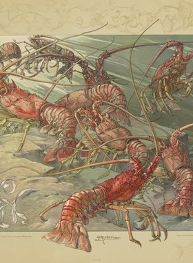 YC048【德国】Anton Seder 19世纪动物造型主题装饰图案电子图库