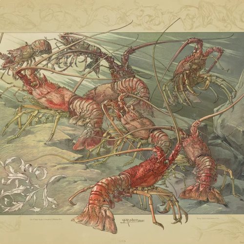 YC048【德国】Anton Seder 19世纪动物造型主题装饰图案电子图库
