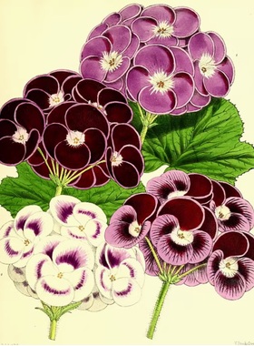 C808【英国】 Worthington George Smith 19世纪花卉套色版画图库