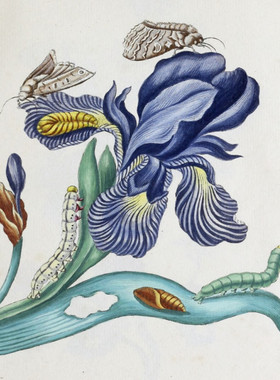 D358【德国】（Maria Sybilla Meriaen ）蛾毛虫昆虫花卉版画图库