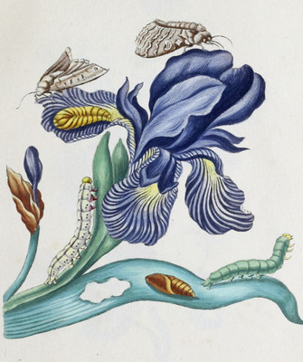 D358【德国】（Maria Sybilla Meriaen ）蛾毛虫昆虫花卉版画图库