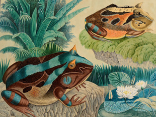 A371【奥地利】佐特（Aloys Zotl）超现实动物主题绘画、版画图-