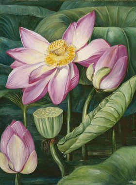 A531【英国】玛丽安娜·诺斯（Marianne North）绘画素材网传图库