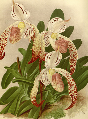 *R515【英国】(John Nugent Fitch)兰花卉图片彩色版画-D电子图库