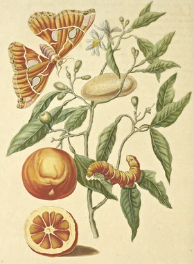 D357【德国】 Maria Sybilla Meriaen 昆虫花卉水果植物版画图库