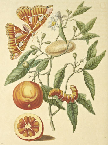 D357【德国】 Maria Sybilla Meriaen 昆虫花卉水果植物版画图库