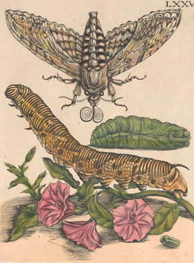 D359【德国】（Maria Sybilla Meriaen ）蛾毛虫昆虫花卉版画图库