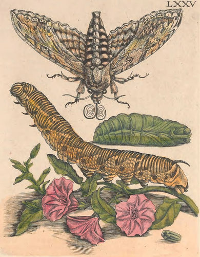 D359【德国】（Maria Sybilla Meriaen ）蛾毛虫昆虫花卉版画图库