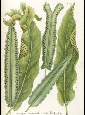 C183【德国】Johann Weinmann 植物花卉果实种子-3版画网传图库